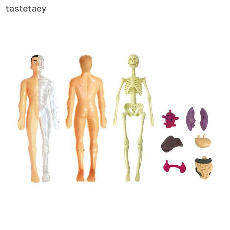 Tast anatomy Mô Hình Cơ Thể Người Có Thể Tháo Rời Cho Trẻ Em