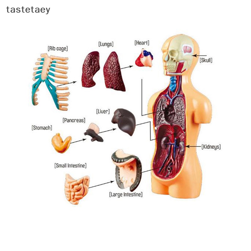 Tast anatomy Mô Hình Cơ Thể Người Có Thể Tháo Rời Cho Trẻ Em