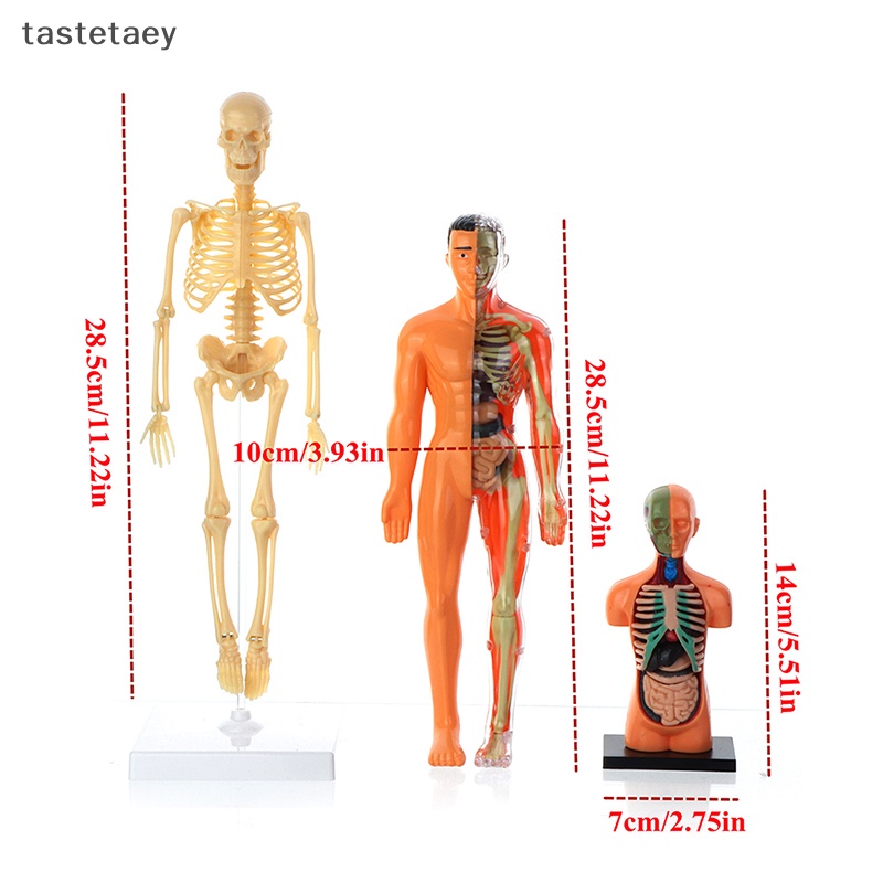 Tast anatomy Mô Hình Cơ Thể Người Có Thể Tháo Rời Cho Trẻ Em