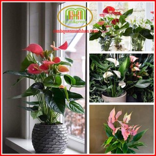Cây hồng môn đủ màu mang ý nghĩa là cánh cửa đỏ mở ra tương lai may mắn, hạnh phúc cho con người Minh Hân Garden