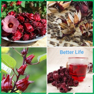 Hạt giống bụp giấm (atiso đỏ) dễ trồng Better Life