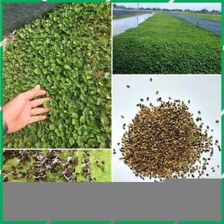 Hạt giống rau má lá nhỏ 2 gam dễ trồng tỉ lệ nảy mầm cao Better Life