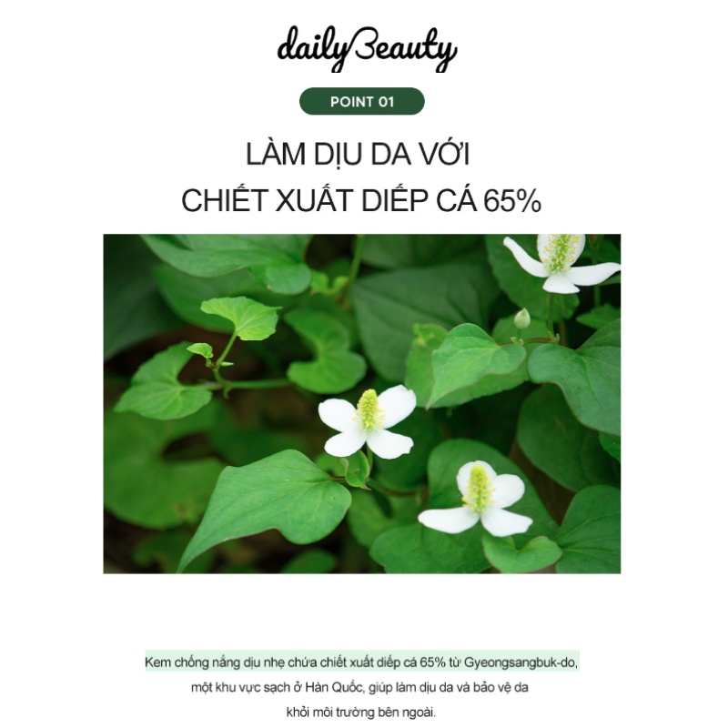 Kem chống nắng diếp cá Derma Factory Houttuynia Cordata 65% Sun Cream 50g Daily Beauty