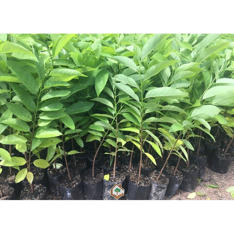 Cây giống na dai- BẠN CỦA NHÀ NÔNG