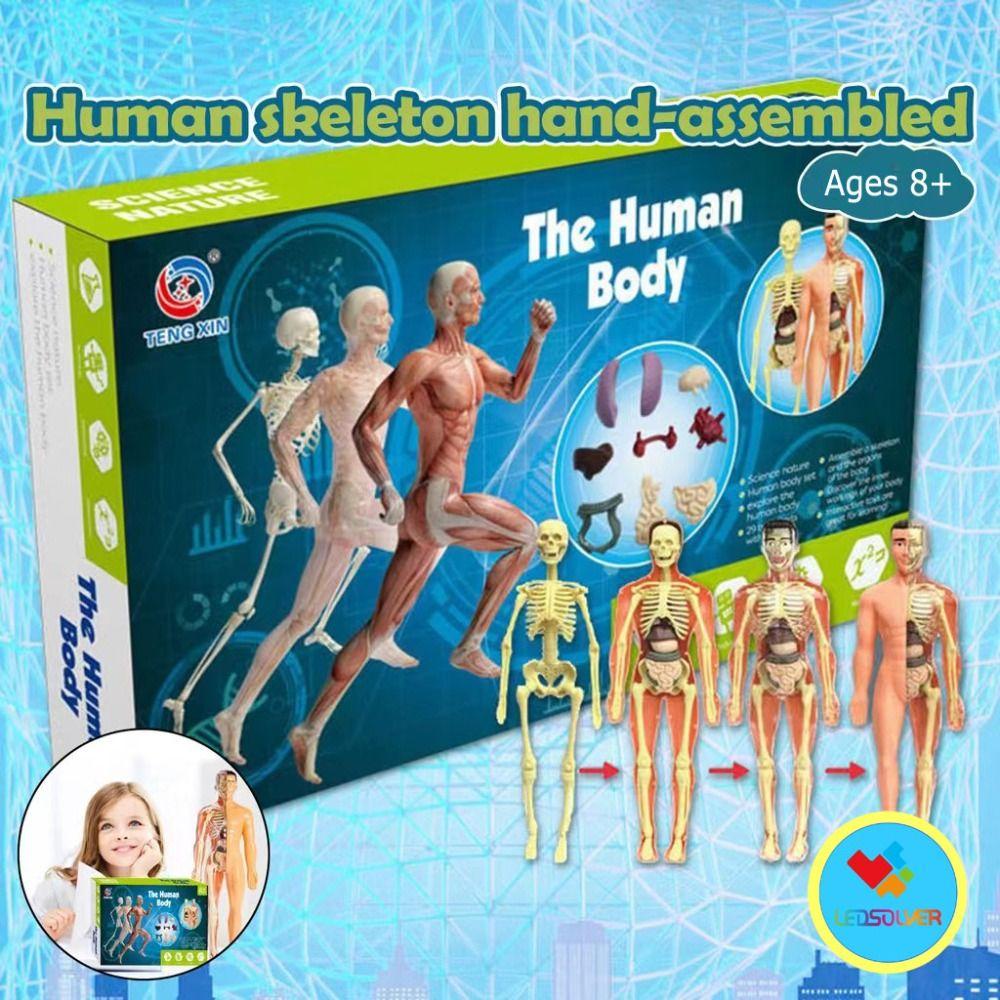 Quillan Mô Hình Cơ Thể Người 3d Có Thể Tháo Rời