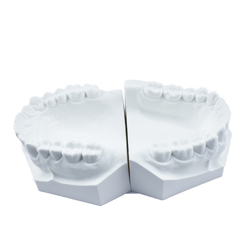 Mô Hình Răng Giả Tiêu Chuẩn gypsum Bằng Chất Liệu Răng Nanh Siêu Emydrite