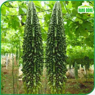 Hạt giống Khổ Qua Trái Dài Salsa trồng quanh năm, trái sai - gói 5 hạt