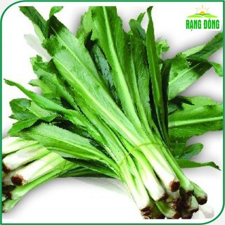 Hạt giống Ngò Gai, Rau Thơm Mùi Tàu sinh trưởng khỏe, trồng quanh năm gói 10 gr