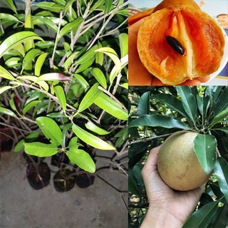 Cây hồng xiêm mexico ( sapoche mexico) (freeship extra)