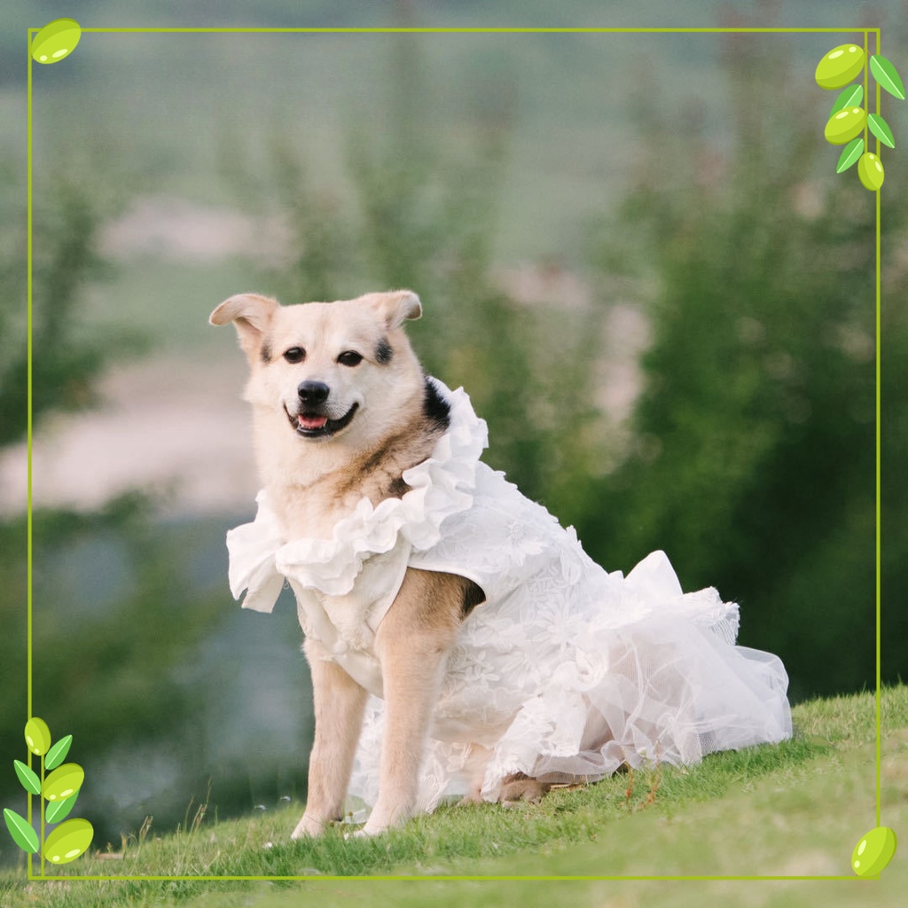 【Muhsinpet】Đầm Công Chúa Xinh Xắn Cho Thú Cưng Chụp Hình