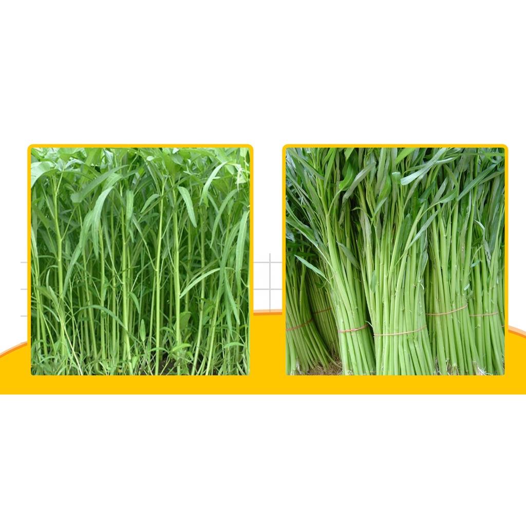 Morning glory seeds bamboo leave