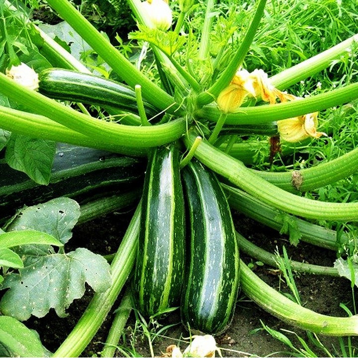 Seeds pumpkin nib easy planting, heat resistant (pack 10 seeds)-shallow gold (uacjvn)