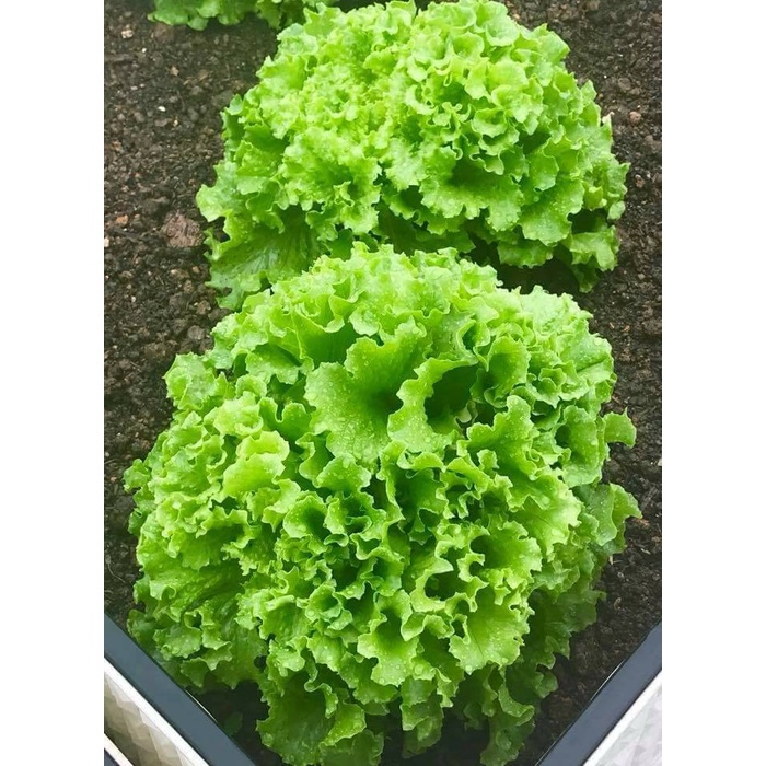 Seeds lettuce curly green (pack of 0.5 gram)-shallow gold (uacjvn)