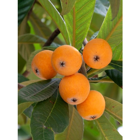 CÂY GIỐNG  BIWA GIỐNG MỚI  ĐẶC BIỆT (có bảo hành) (mksieko)