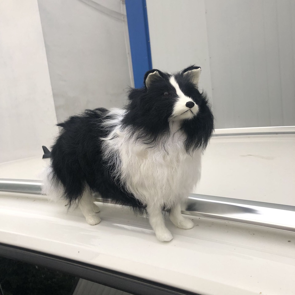 Chú Chó husky Dùng Làm Quà Tặng Sinh Nhật