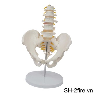 Sleek Mô Hình Bộ Xương Người pelvis Xương Tháo Rời Được