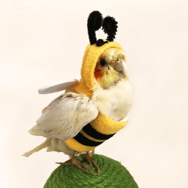 Oasis Áo Hoodie Hóa Trang Hình Chú Ong / Mặt Trời / Chim Cho Vẹt / Gà Mái Hiên Châu Phi Xám Parakeetcockatiel sun conure