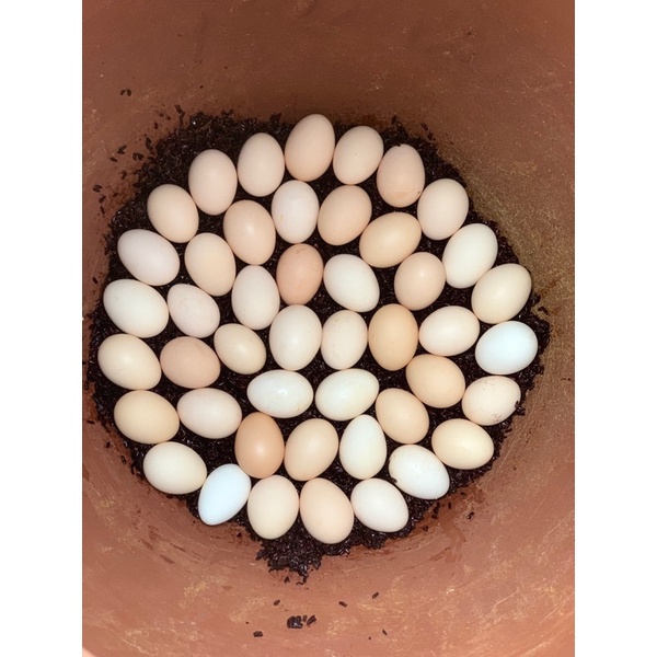 Cốt ba trăng trứng gà hạ thổ loại đặc biệt gồm nhiều vị tặng kèm trứng