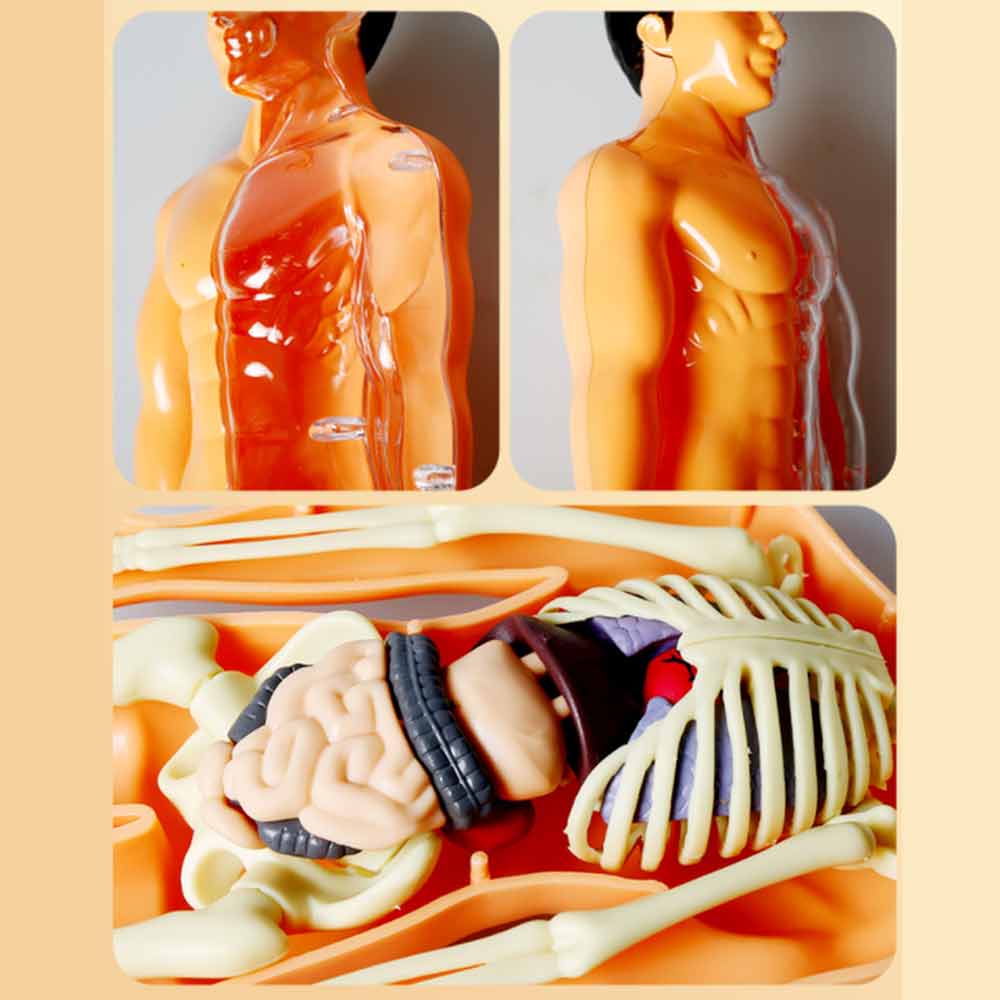 Anthropomorphic Stem Children's Toys Plastic DIY Skeleton Toys Science Teaching Aids for Children