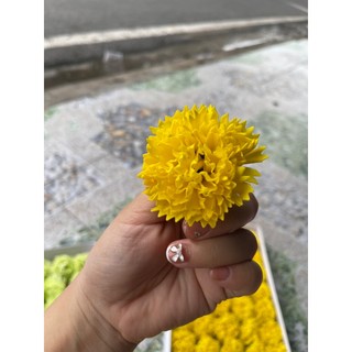 hộp hoa sáp cẩm chướng (50 bông )