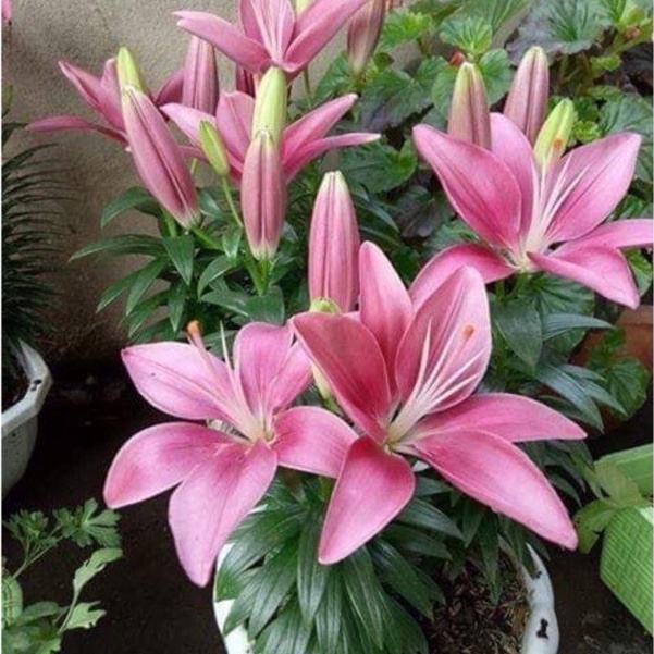 Củ hoa ly lùn sẵn mầm  - trồng 30 ngày ra hoa