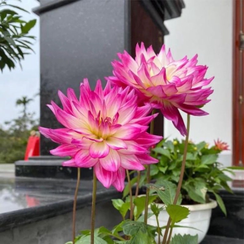 Củ giống hoa thược dược Cánh Sen combo 5 củ tặng kèm phân bón - Củ Giống Chuẩn