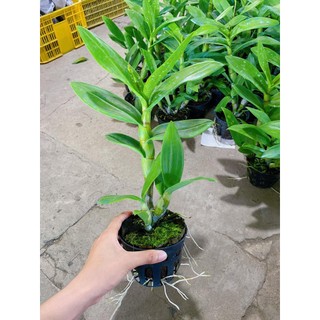 [Giá hủy diệt] denro giáng xưa mặt hoa lạ đang nụ