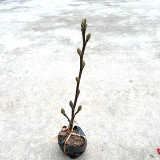 Cây hoa mộc lan _Cây giống chuẩn