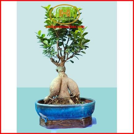 Cây si nhật bonsai mini để bàn phong thủy sẽ mang đến sự may mắn, tiền bạc dồi dào và sự thăng tiến