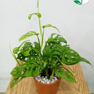 Trầu bà lá lỗ sen đá