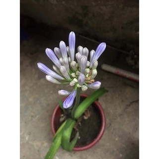 Củ hoa thanh anh sẵn rễ & lá (gửi củ như hình) - Củ Giống Chuẩn