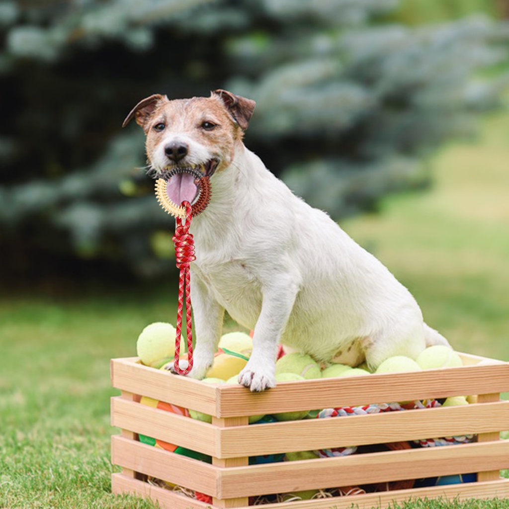 Chấm Bi Trang Trí| Đồ Chơi Mềm Mại Chống Mài Mòn Giúp Giảm Căng Thẳng Cho Thú Cưng