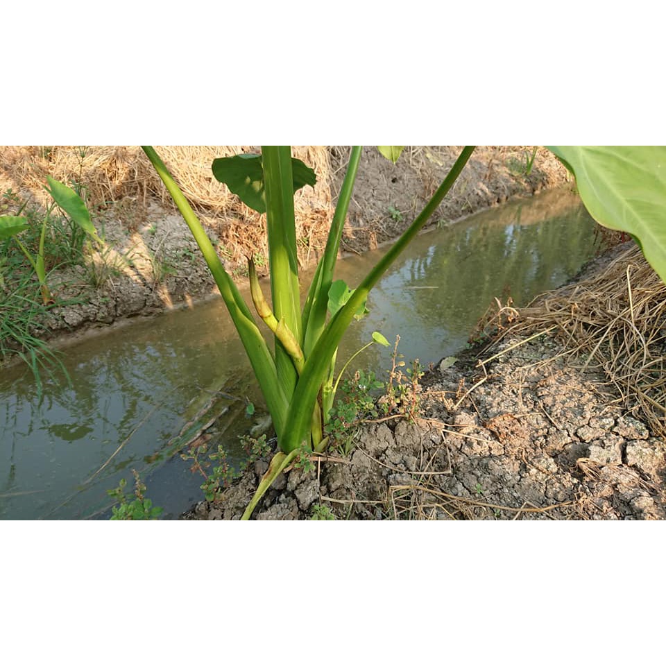 Combo 50 cây giống môn thái lấy ngó đảm bảo không ngứa