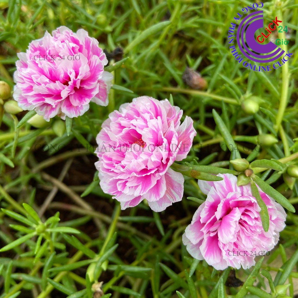 Cành Giống Hoa Mười Giờ SONG HỶ Thái Kép Cành Tơ Siêu Khỏe Ra Rễ Sau 3 Ngày 0817774747