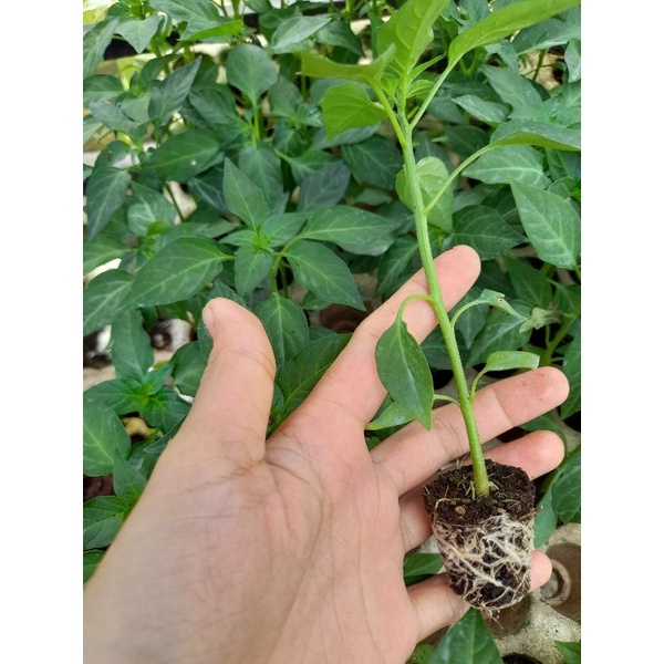 Cây giống ớt chỉ thiên ươm vỉ như hình. Giao từ Tp Hcm
