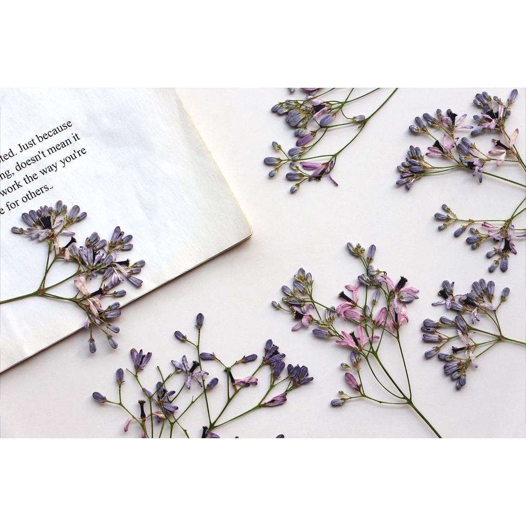 Melia azedarach branches Hoa Khô Dập Nổi Hình Lá Khô Trang Trí Sách / Khung Ảnh diy