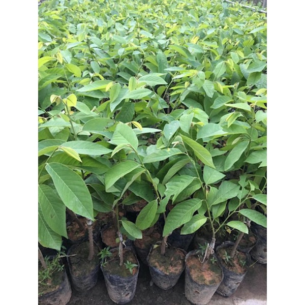 GIỐNG NA DỨA ĐÀI LOAN QUẢ SIÊU TO K9 - Cây Giống Tốt