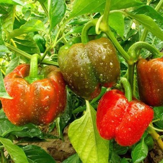 Hạt giống ớt chuông (gói 60 hạt, tặng kèm phân)