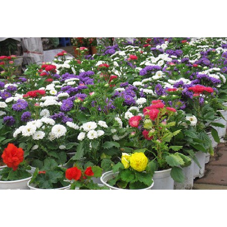 Hạt Giống Hoa Cúc Magic