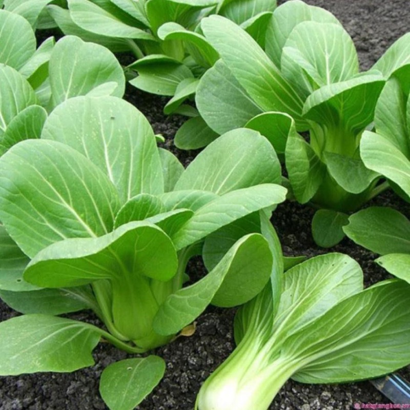 Combo 10cây giống cải thìa