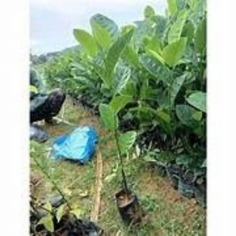 CÂY MÍT TỐ NGỰA VỊ SẦU RIÊNG- tặng kèm phân+kích tăng trưởng cho cây