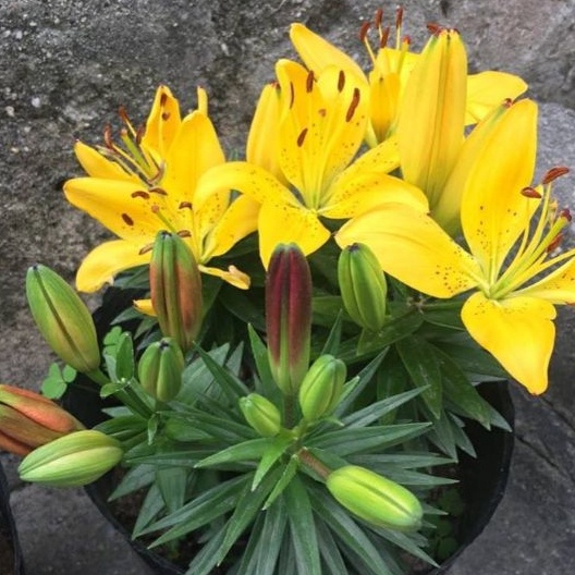 Củ hoa ly lùn sẵn mầm  - trồng 30 ngày ra hoa