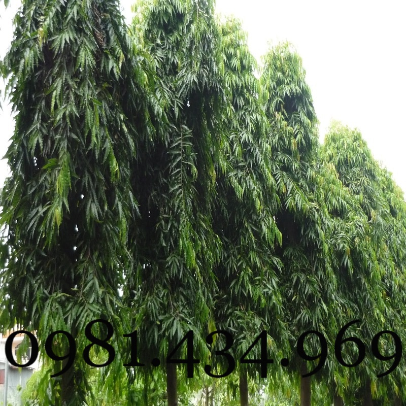 Xịn-Combo 02c ây Hoàng Nam  cao 40cm Mới chuẩn