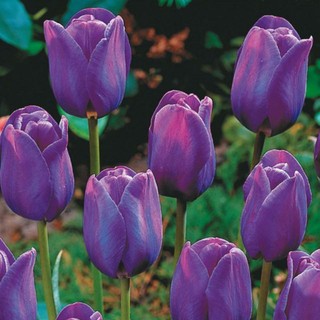 CỦ HOA TULIP MÀU TÍM ( 20 NGÀY RA HOA)