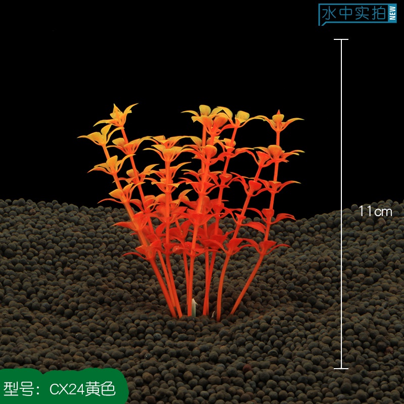 Cây Cỏ Nước - Cây Thủy Sinh