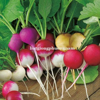 0.5 gram - hạt giống củ cải cherry mix - hạt giống tốt