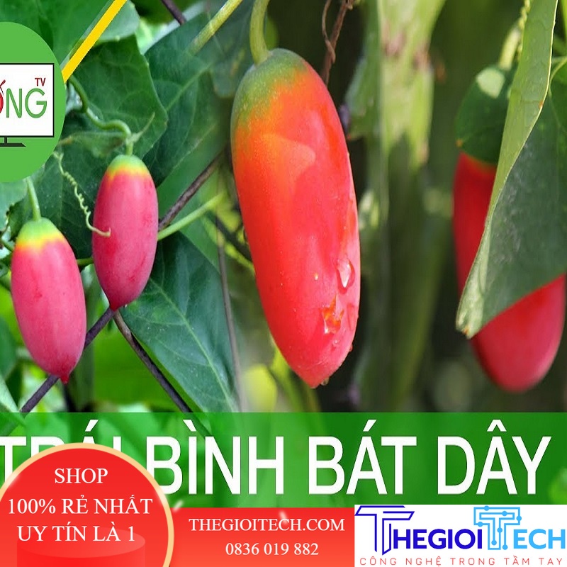 Trái Bình Bát Dây Tươi 100% tự nhiên - 1kg - Già + chín đỏ