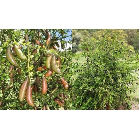 CÂY GIỐNG CHANH TRỨNG CÁ HỒI   tặng kèm PHÂN BÓN