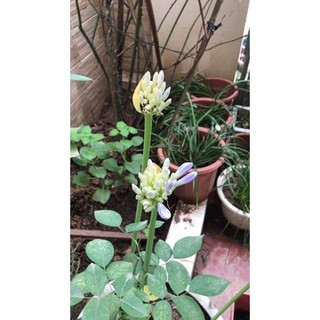 Củ hoa thanh anh sẵn rễ & lá (gửi củ như hình) - Củ Giống Chuẩn
