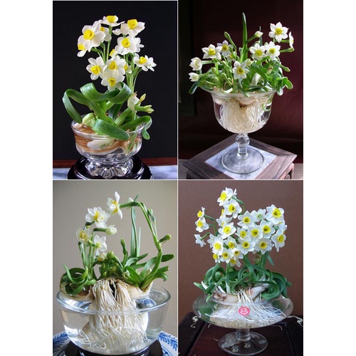 Củ hoa thủy tiên  thích hợp trồng đất hoặc nước, size đại 8 củ/ thùng - Củ Giống Chuẩn